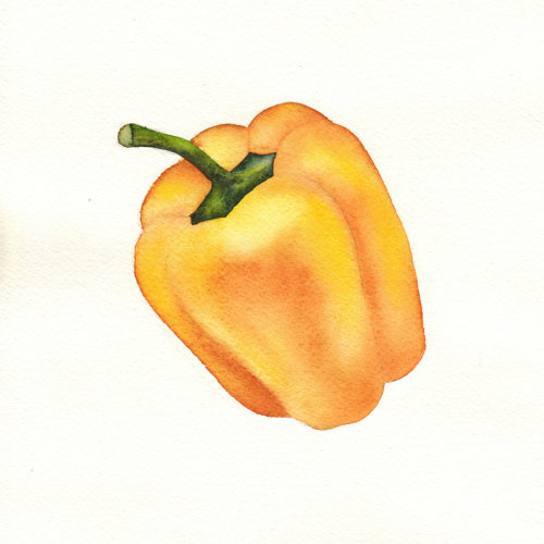 elena《青椒》水彩画