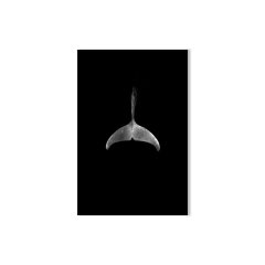 BROWNIE 简约现代 装饰画 客厅玄关 摄影艺术 昂里克·赫内尔《海豚尾》图片