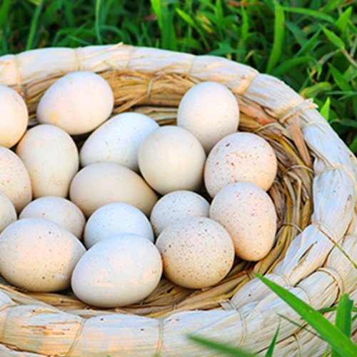 新鲜鹧鸪蛋 20枚