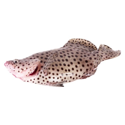 【鲜活】万龙洲老鼠斑鱼