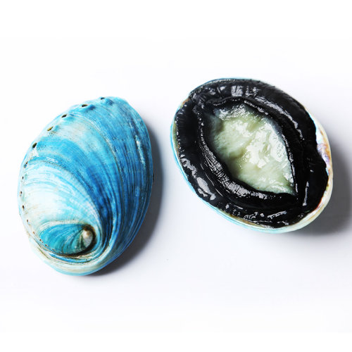 【活鲜】进口新西兰蓝鲍鱼8-10头/斤