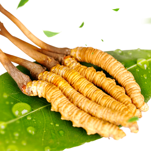 【顺丰冰袋发货】2021年头季新鲜冬虫夏草0.5克/根 10根 5克装