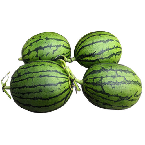 【产地直发】 北京大兴庞各庄西瓜4粒装 吊秧瓜 夏季小西瓜 净重约12.