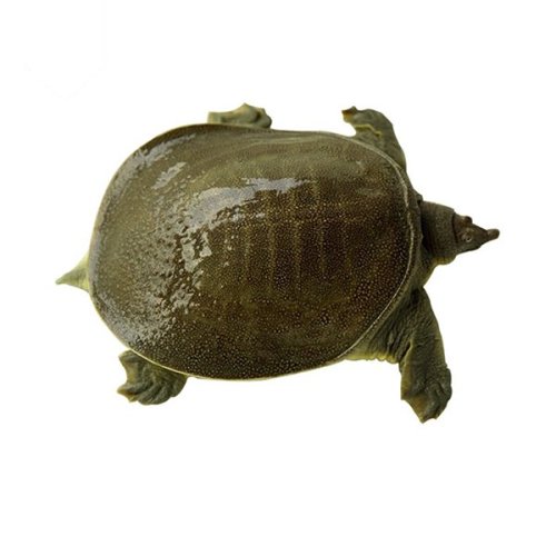 外塘生态活甲鱼1只约750g 现抓现发