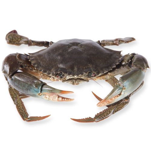 【活鲜】东南亚进口青蟹370g-420g/只 鲜活发货冰鲜到家