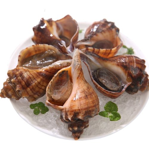 【可用券】【活鲜】【味库】大连鲜活海螺 500g盒装